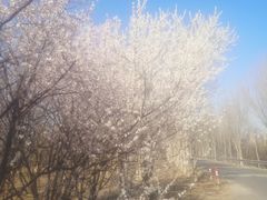 -桃花堤公园