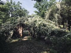 -鹅湖玫瑰文化园