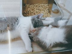 -飞行喵MR PILOT|猫舍·猫咖(静安大融城店)