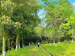 -铁山坪森林公园