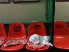 -猫咪博物馆(顶澳仔猫街店)