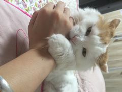 爱雅宝贝动物医院-中农大我爱我爱24h动物医院·中医针灸·猫专科·骨科医疗中心(双井店)