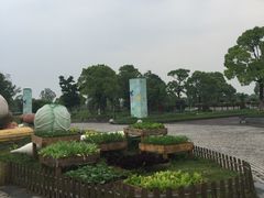 -上海都市菜园