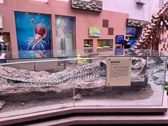 -陕西自然博物馆