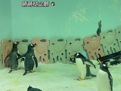 -正佳极地海洋世界