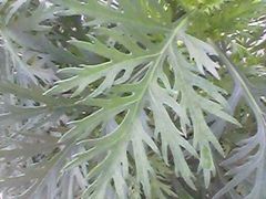 -鼓浪屿钢琴博物馆