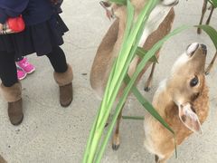 -鹿境梅花鹿生态园区