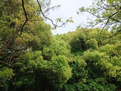 -上海共青森林公园