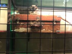 -猫咪博物馆(顶澳仔猫街店)