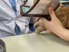 -瑞派动物医院·猫专科·至诚(江南中分院)