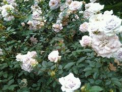 -人民公园(罗湖区)