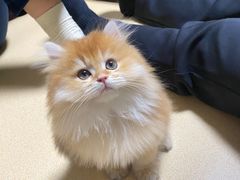 -欣宠猫屋·矮脚拿破仑·蓝金金渐层