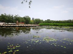 -绿堤公园