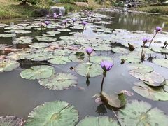 -东莞植物园
