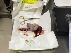 -瑞派福兴宠物医院犬猫全科·骨科·中西医结合(河东店)