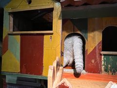 -壹六猫窝(谷德店)