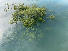 -北海金海湾红树林生态旅游区