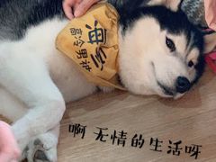 -Husky Go! 哈士奇体验馆·宠物咖啡厅狗咖