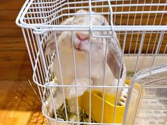 -猫猫幼稚园·撸猫·桌游·电玩