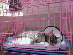 -喜多萌中农锦绣动物医院24H·猫科·牙科MRI·CT