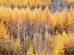 -塞罕坝国家级自然保护区