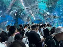 -海合安武汉极地海洋公园