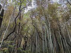 -青龙山国家森林公园