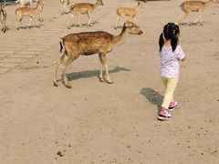 -北京麋鹿生态实验中心