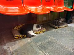 -猫咪博物馆(顶澳仔猫街店)