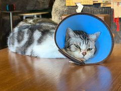 -猫猫幼稚园·撸猫·桌游·电玩