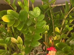 -采悦轩中餐厅·粤菜·海南菜(神州半岛喜来登度假酒店)