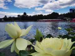 -莲花池公园