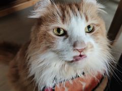 -豆逗聊愈猫阁Easy Life