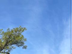 -原山国家森林公园