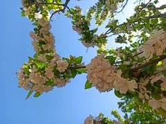-海棠花溪(元大都城垣遗址公园)