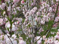 -南汇桃花村