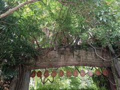 -西双版纳原始森林公园