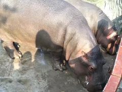 -贵州森林野生动物园