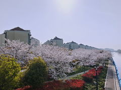 -高东镇樱花园
