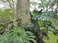 -中国科学院西双版纳热带植物园