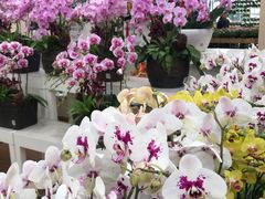 -荷兰花海