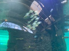 -凤凰轩·尾牙宴·生日宴(十里银滩店)