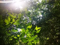 -黄陂区野村谷景区