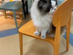 -小叮当动物医院·骨科·眼科