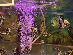 -野妹经典火锅(民治店)