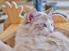 -飞行喵MR PILOT|猫舍·猫咖(静安大融城店)