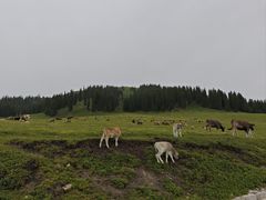 -新疆那拉提国家旅游度假区