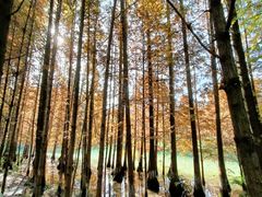 -桤木河湿地公园