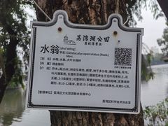-荔湾湖公园
