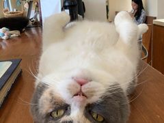 -有猫主题·治愈系猫咖(曾厝垵店)